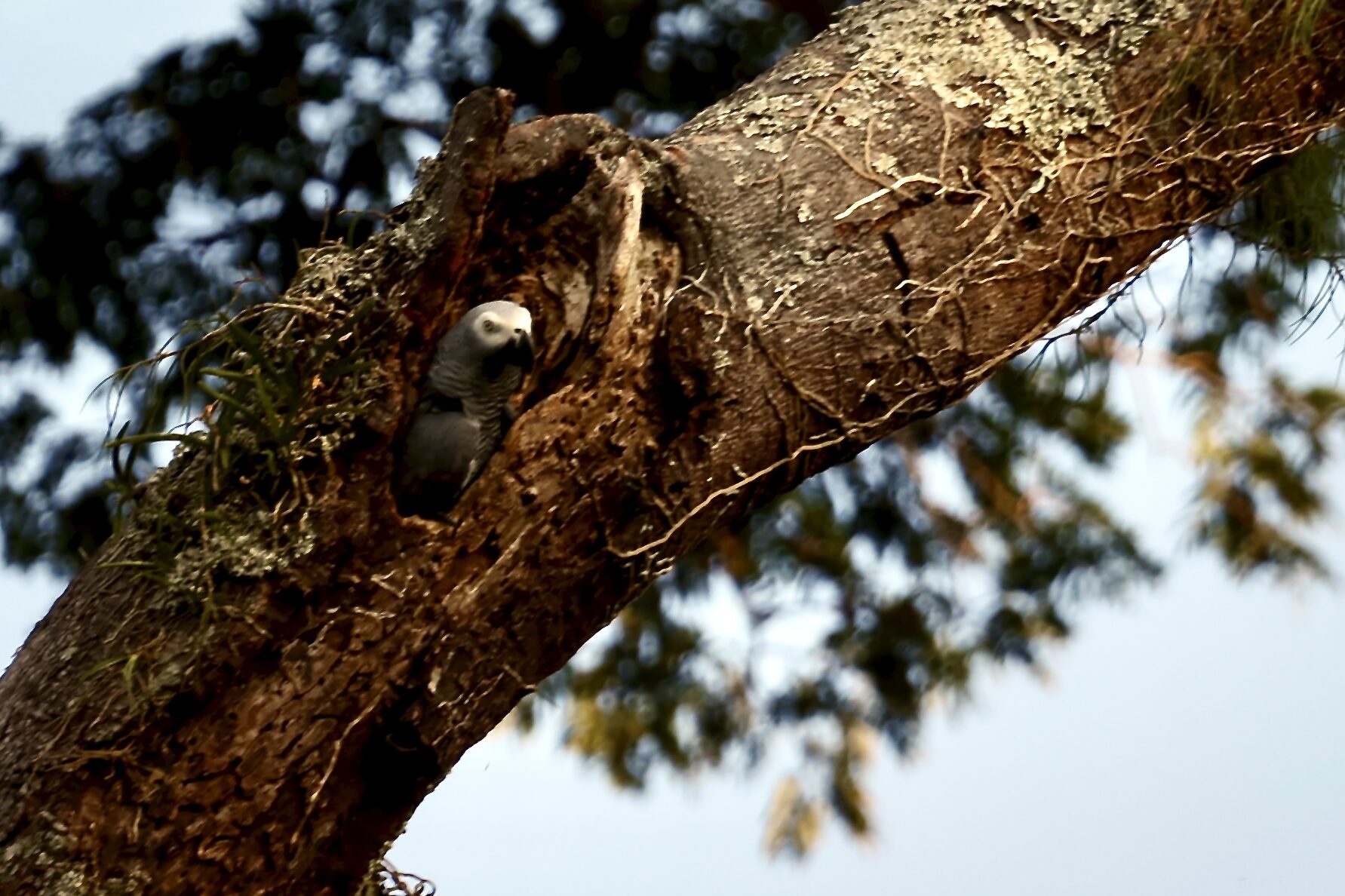 African Grey Parrot, leaving a nest